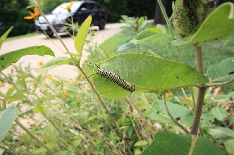 environmental landscaping benefits